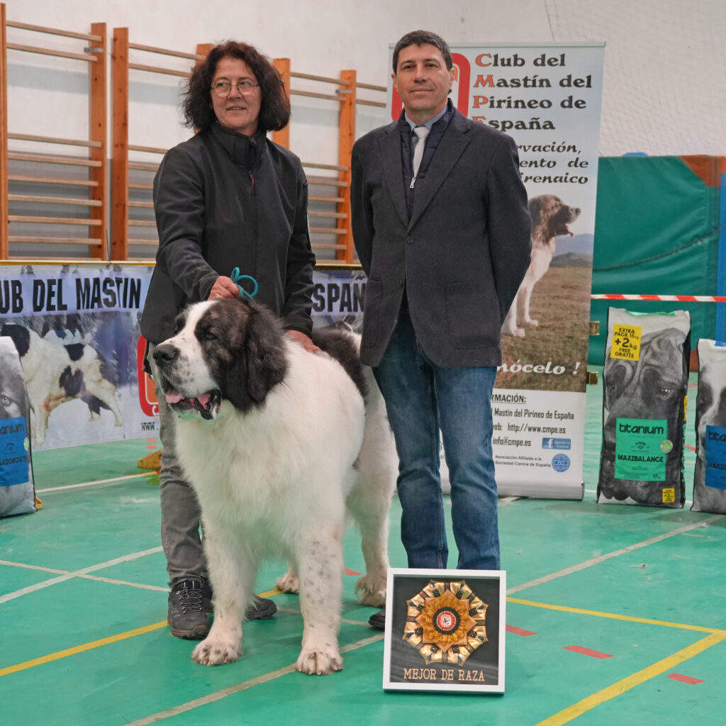 XLVI Monográfica del Mastín del Pirineo 1 DSC04488 - Pyrenean Mastiff - An informative website about the Pyrenean Mastiff breed