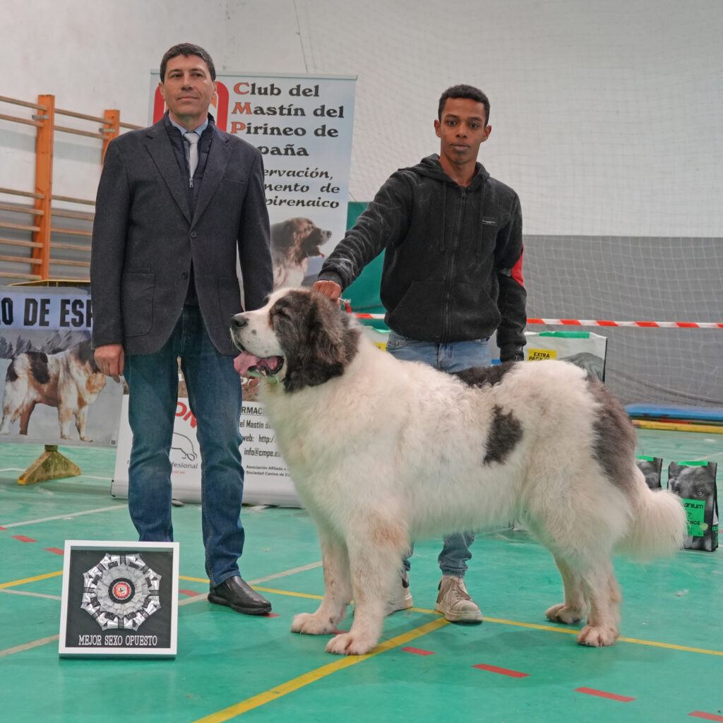 XLVI Monográfica del Mastín del Pirineo 2 DSC04491 - Pyrenean Mastiff - An informative website about the Pyrenean Mastiff breed