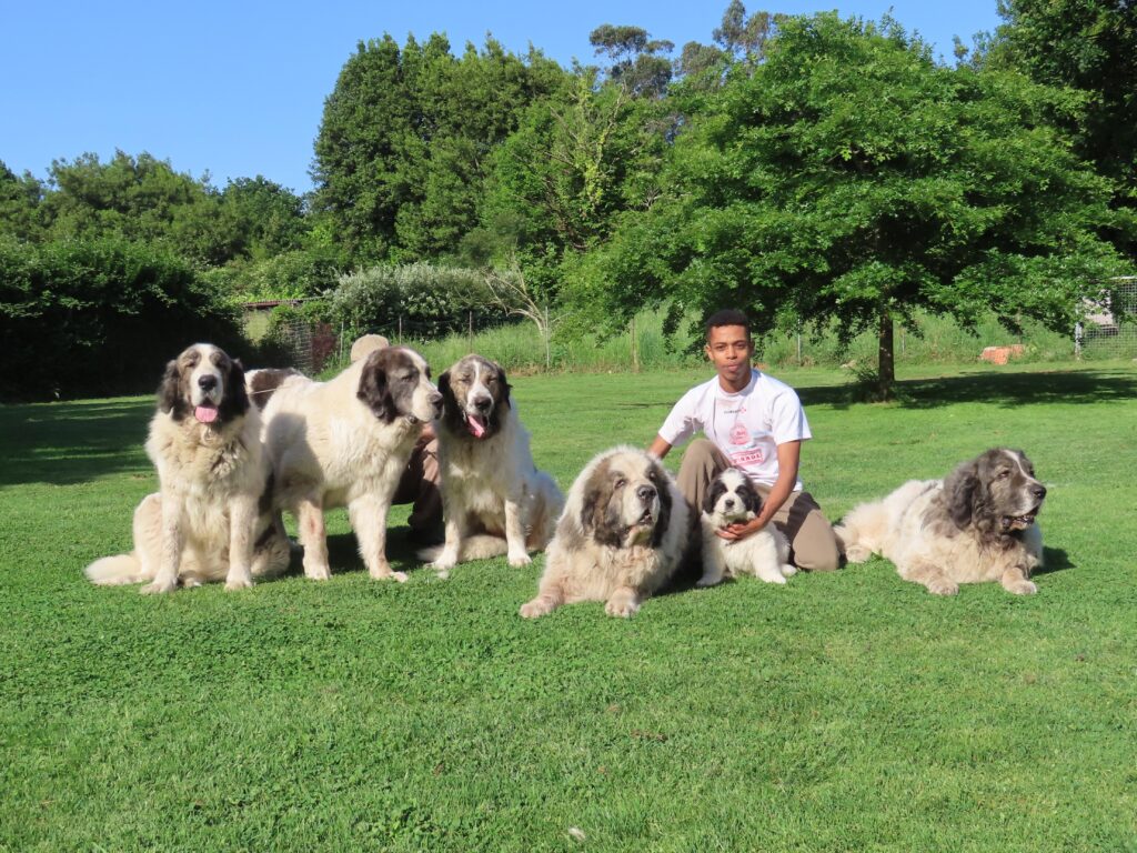 foto 6 generaciones - Pyrenean Mastiff - An informative website about the Pyrenean Mastiff breed