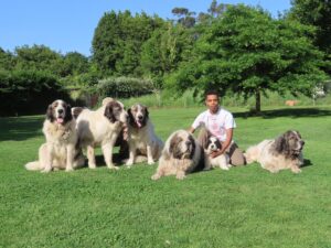 Notizie 4 foto 6 generaciones - Pyrenean Mastiff - An informative website about the Pyrenean Mastiff breed
